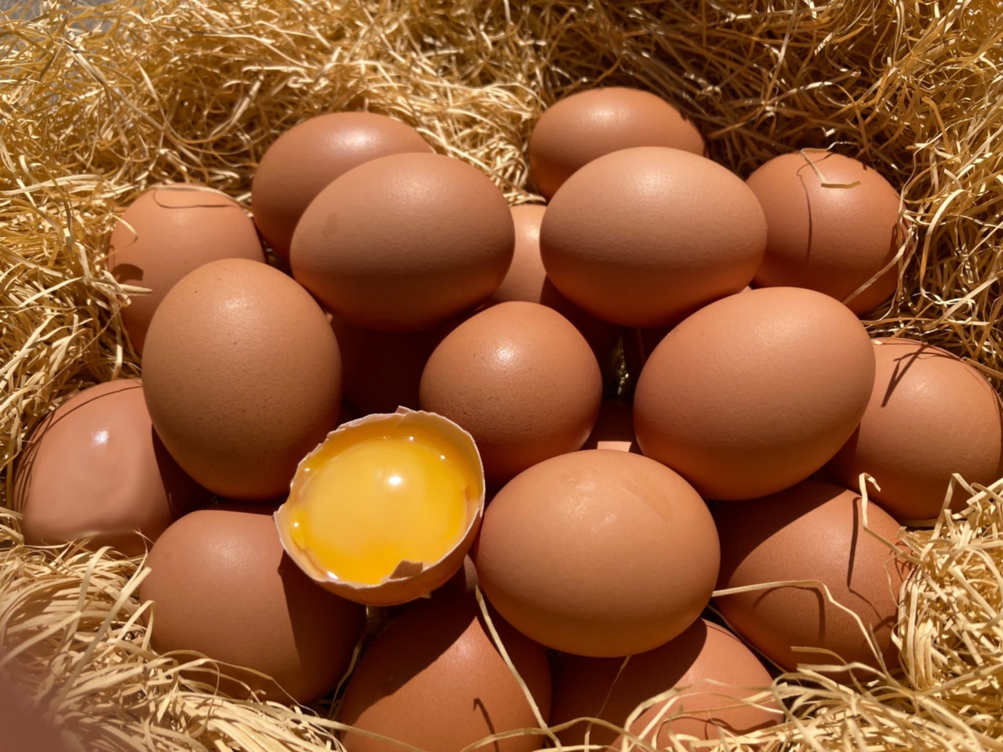 伊豆天城農園の平飼い卵